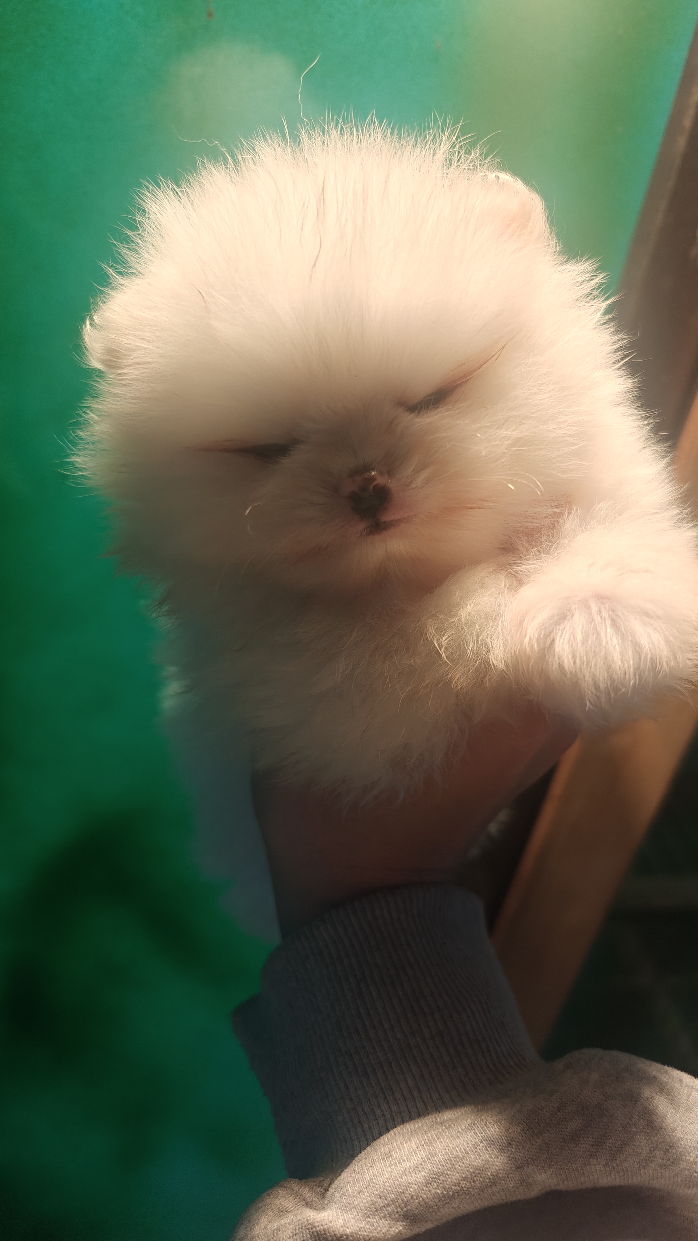 博美，父亲是王子